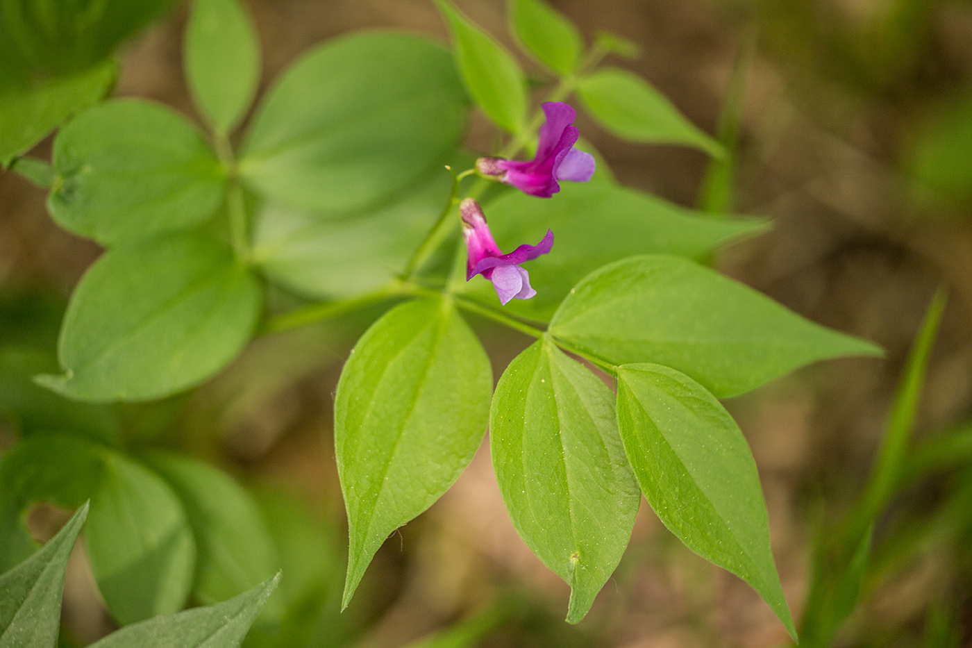 Изображение особи Lathyrus vernus.