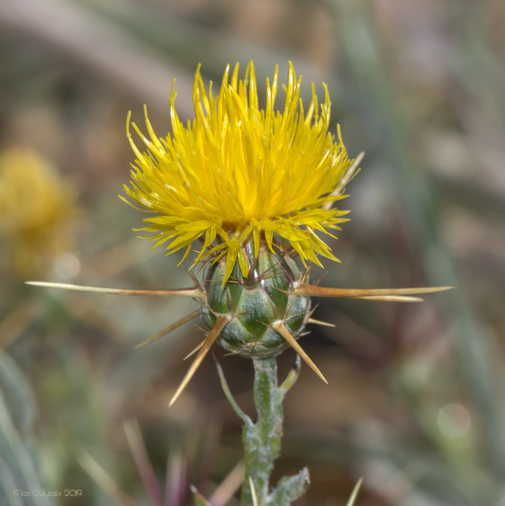 Image of Centaurea solstitialis specimen.