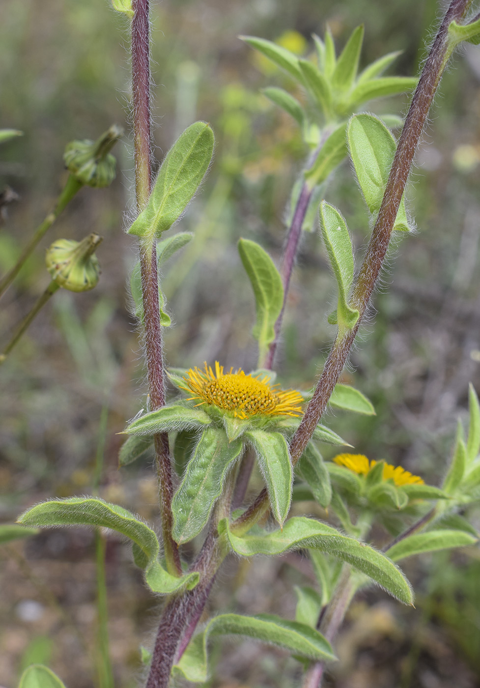 Image of Pallenis spinosa specimen.