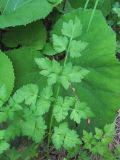 familia Apiaceae