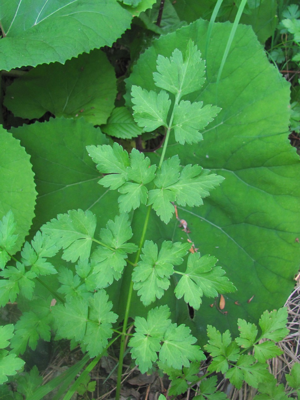 Image of familia Apiaceae specimen.