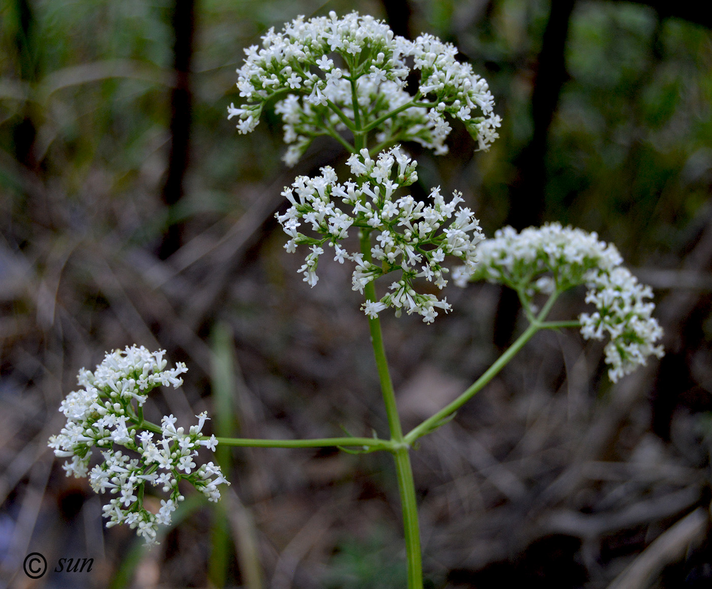 Image of Valeriana officinalis specimen.