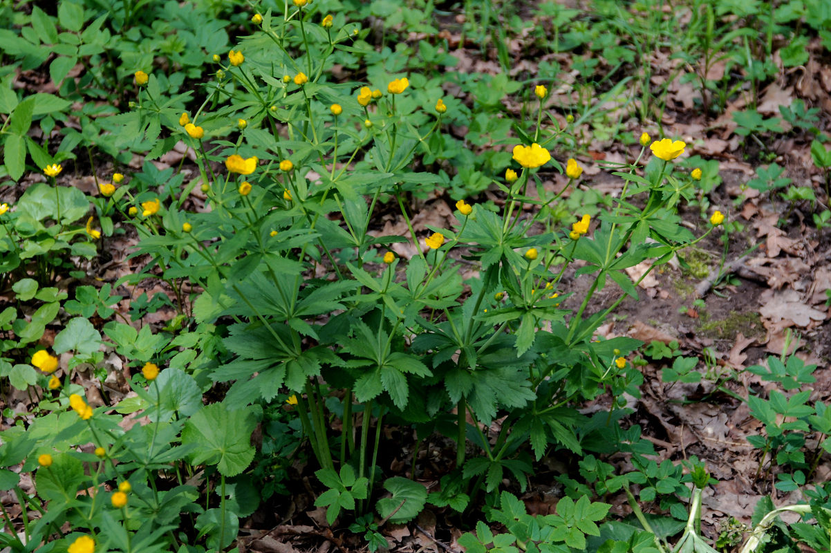 Изображение особи Ranunculus cassubicus.