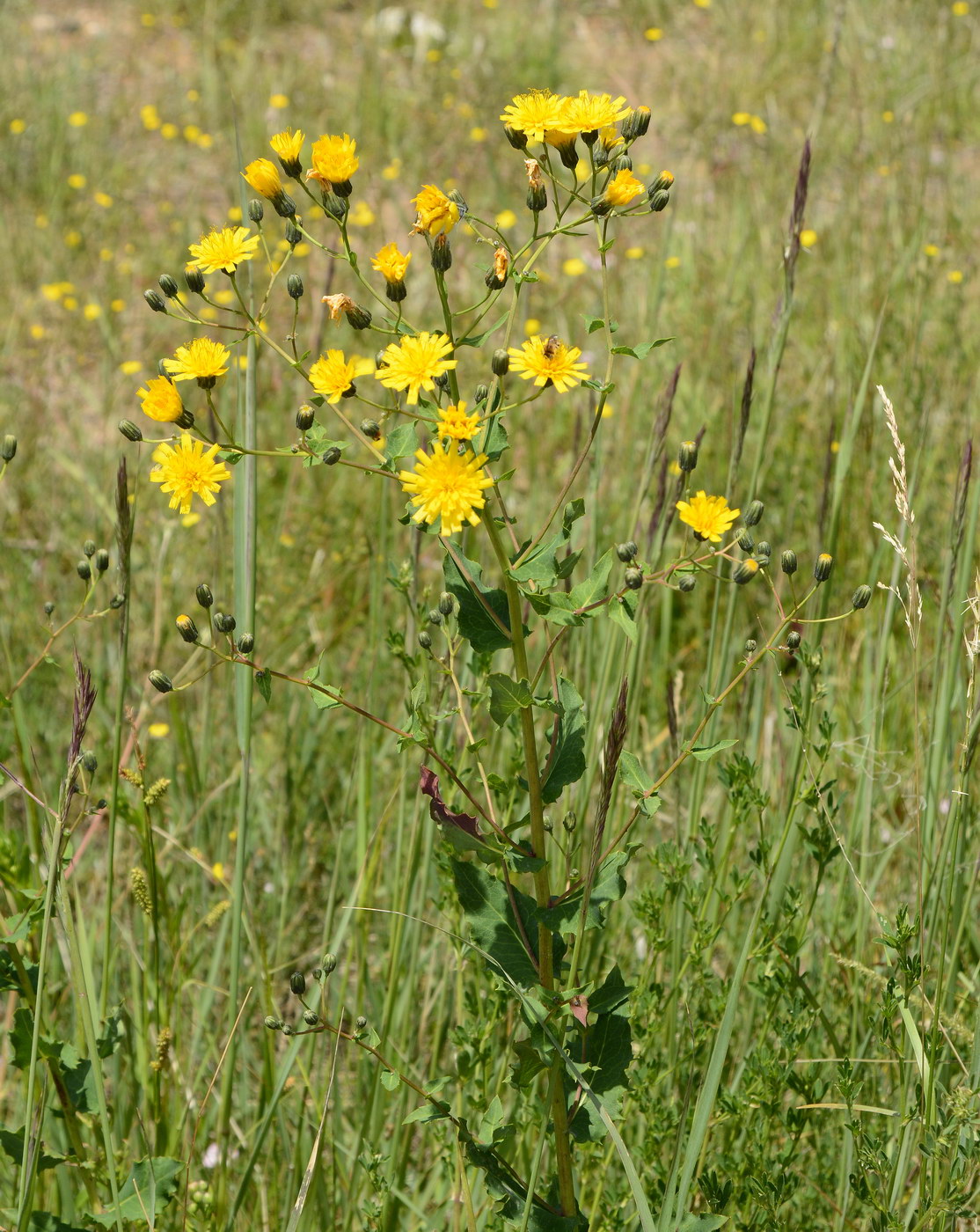 Изображение особи род Hieracium.