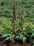 Rumex aquaticus. Плодоносящие растения. Курильские о-ва, о-в Итуруп, окр. мыса Угольный, подножие лугового склона, берег ручья. 22.08.2023.