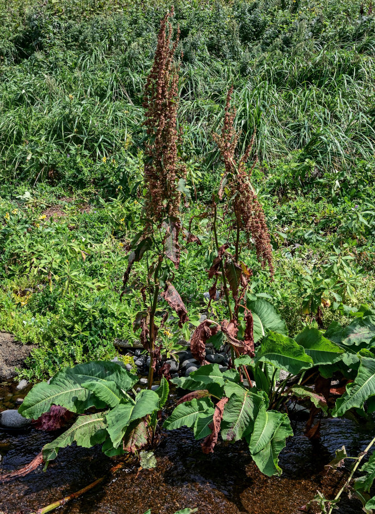 Изображение особи Rumex aquaticus.