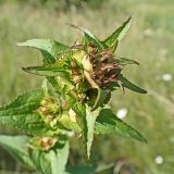 Campanula cephalotes. Верхушка бутонизирующего растения. Хабаровский край, окр. г. Комсомольск-на-Амуре, разнотравный луг. 30.07.2024.