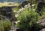 Brachanthemum baranovii