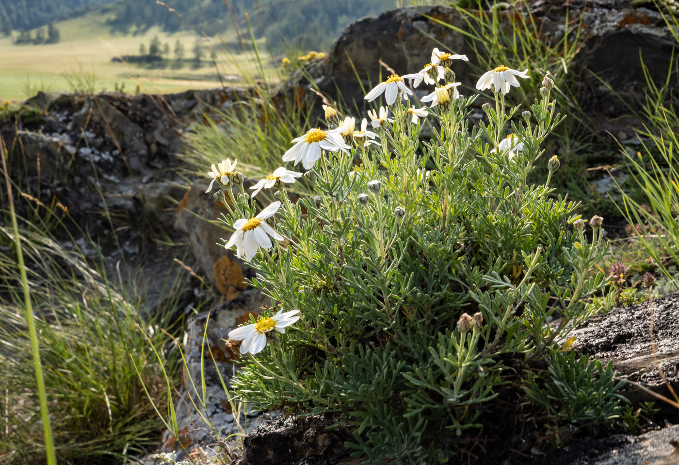 Image of Brachanthemum baranovii specimen.