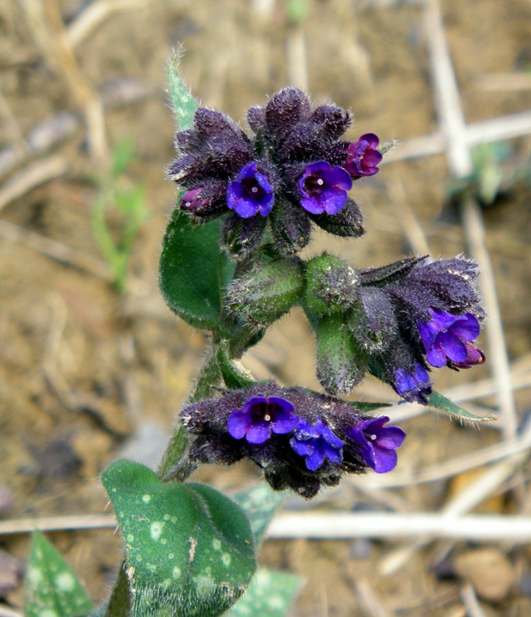 Изображение особи Pulmonaria longifolia.