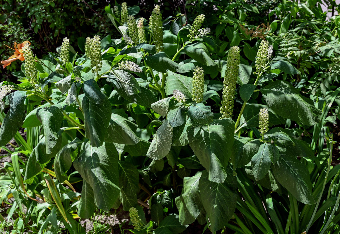 Изображение особи Phytolacca acinosa.