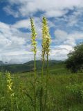 Pedicularis proboscidea. Верхушки цветущих растений. Казахстан, Западный Алтай, горы Таловка (Собачьи Горы) у пер. Седло в окр. с. Солдатово, ≈ 1450 м н.у.м., луговое разнотравье. 5 июля 2024 г.