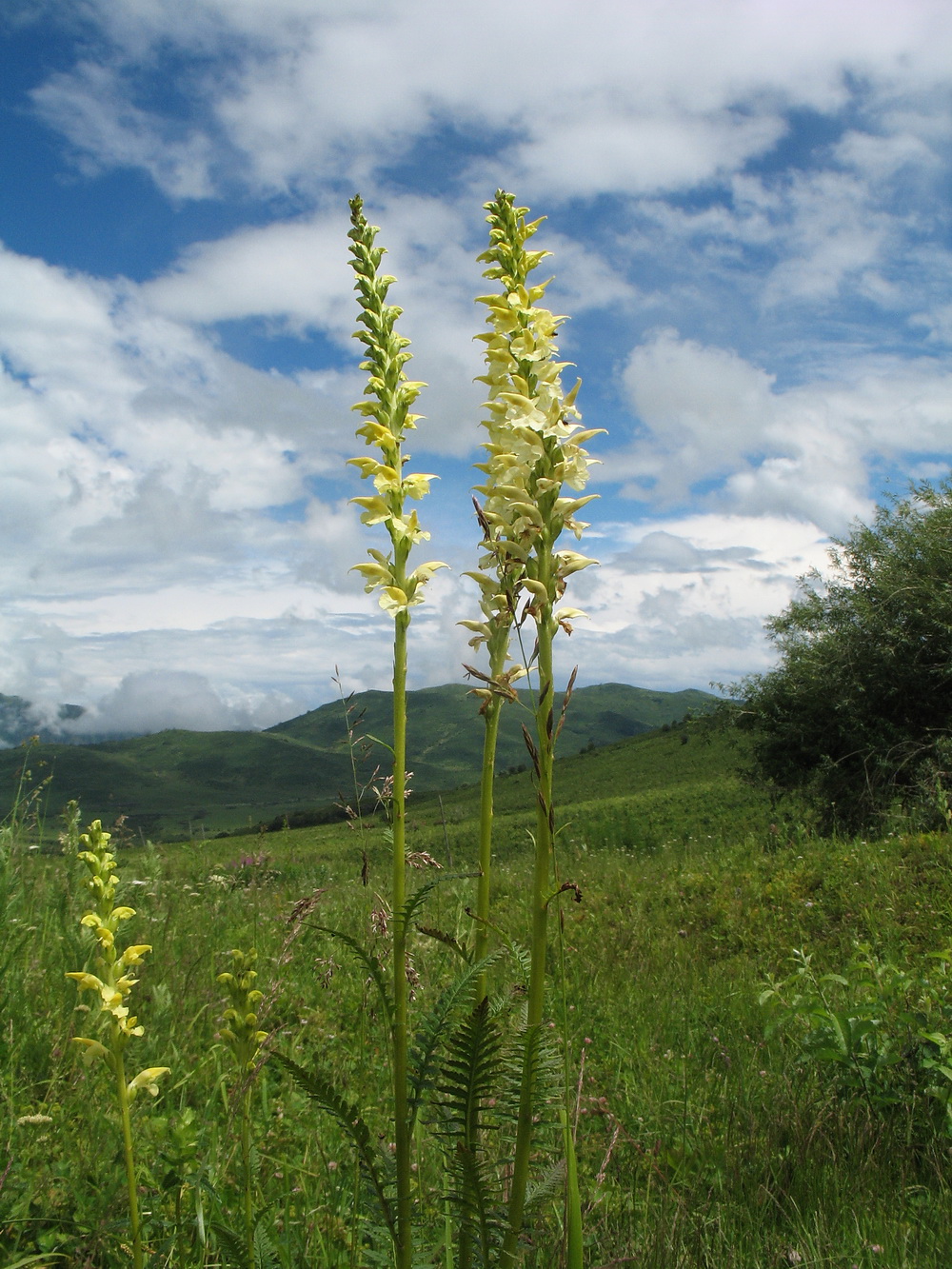 Изображение особи Pedicularis proboscidea.