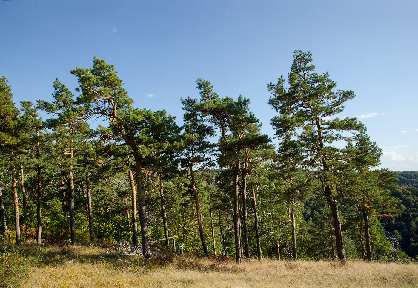 Изображение особи Pinus sylvestris.