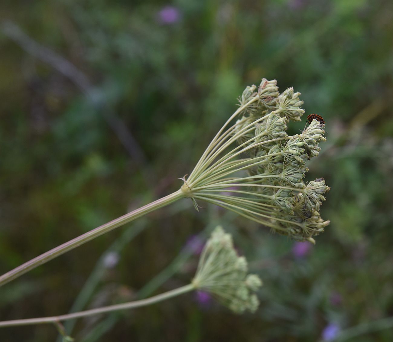 Изображение особи семейство Apiaceae.