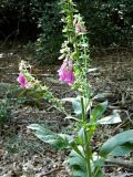 Digitalis purpurea