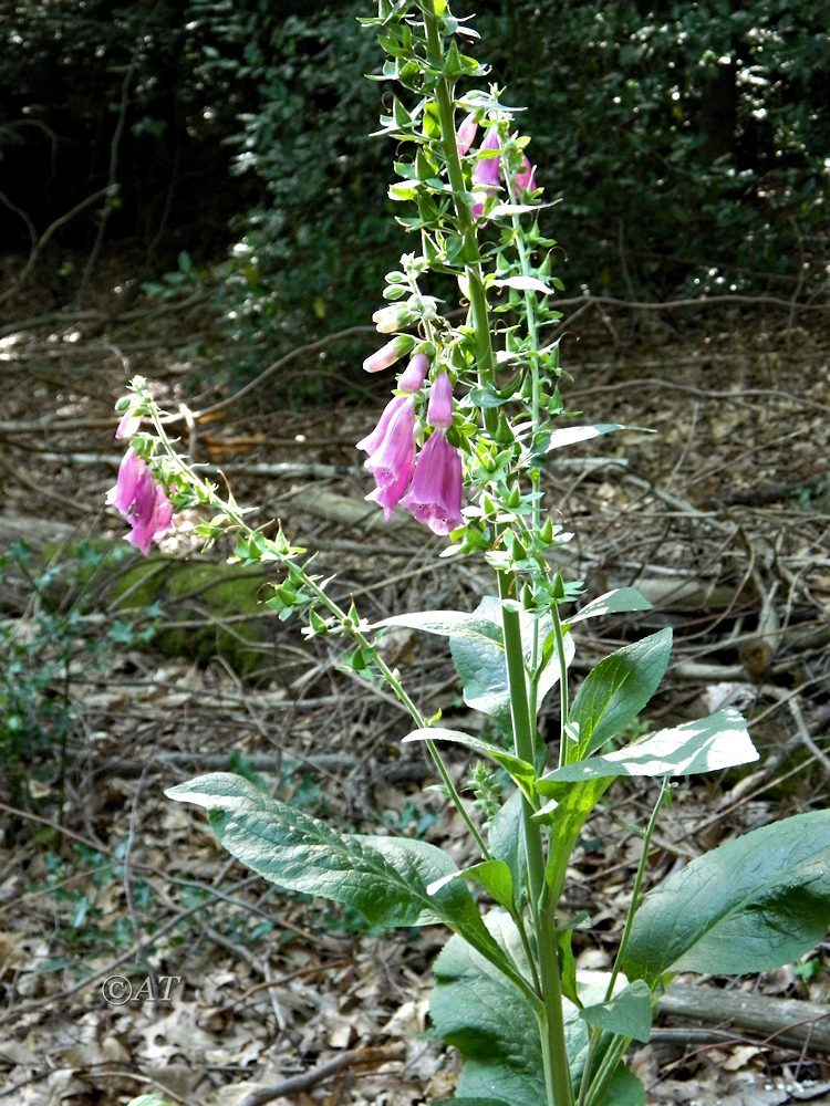 Изображение особи Digitalis purpurea.