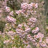 Erica canaliculata