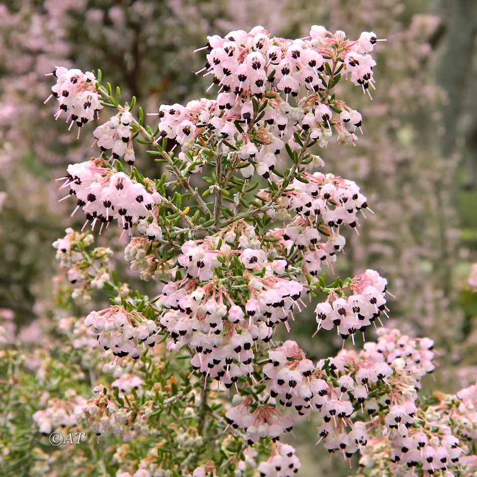 Image of Erica canaliculata specimen.