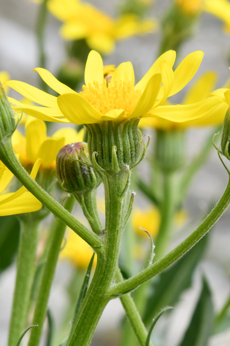 Изображение особи Senecio paulsenii.