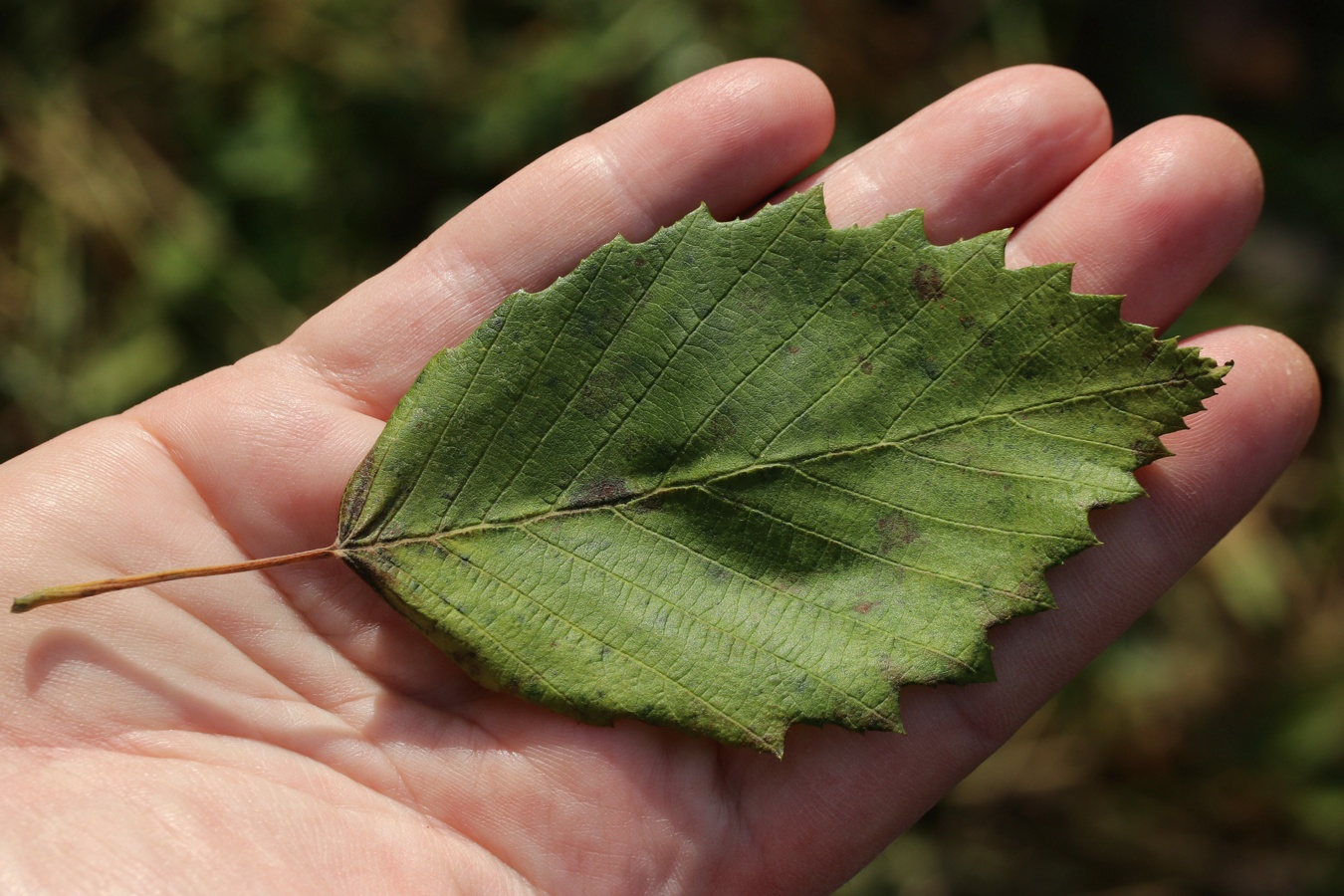 Image of Alnus incana specimen.