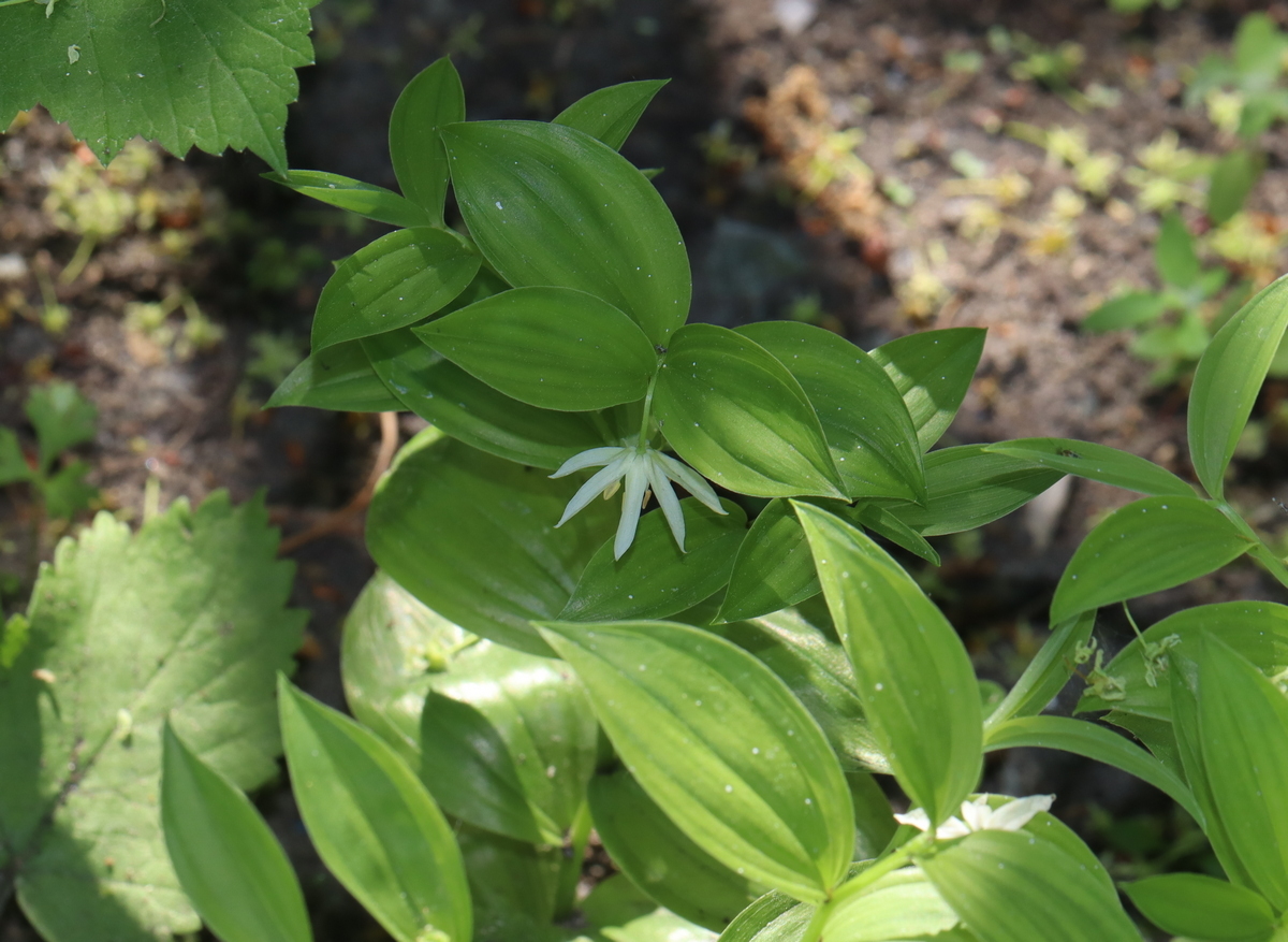 Изображение особи Disporum smilacinum.