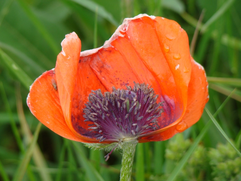 Image of Papaver setiferum specimen.