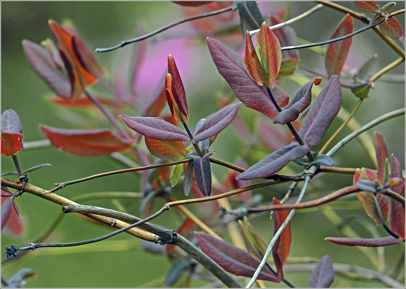 Image of Lonicera dioica specimen.