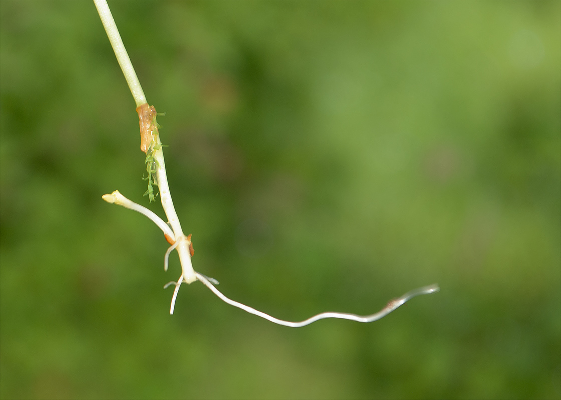 Image of Epilobium hornemannii specimen.