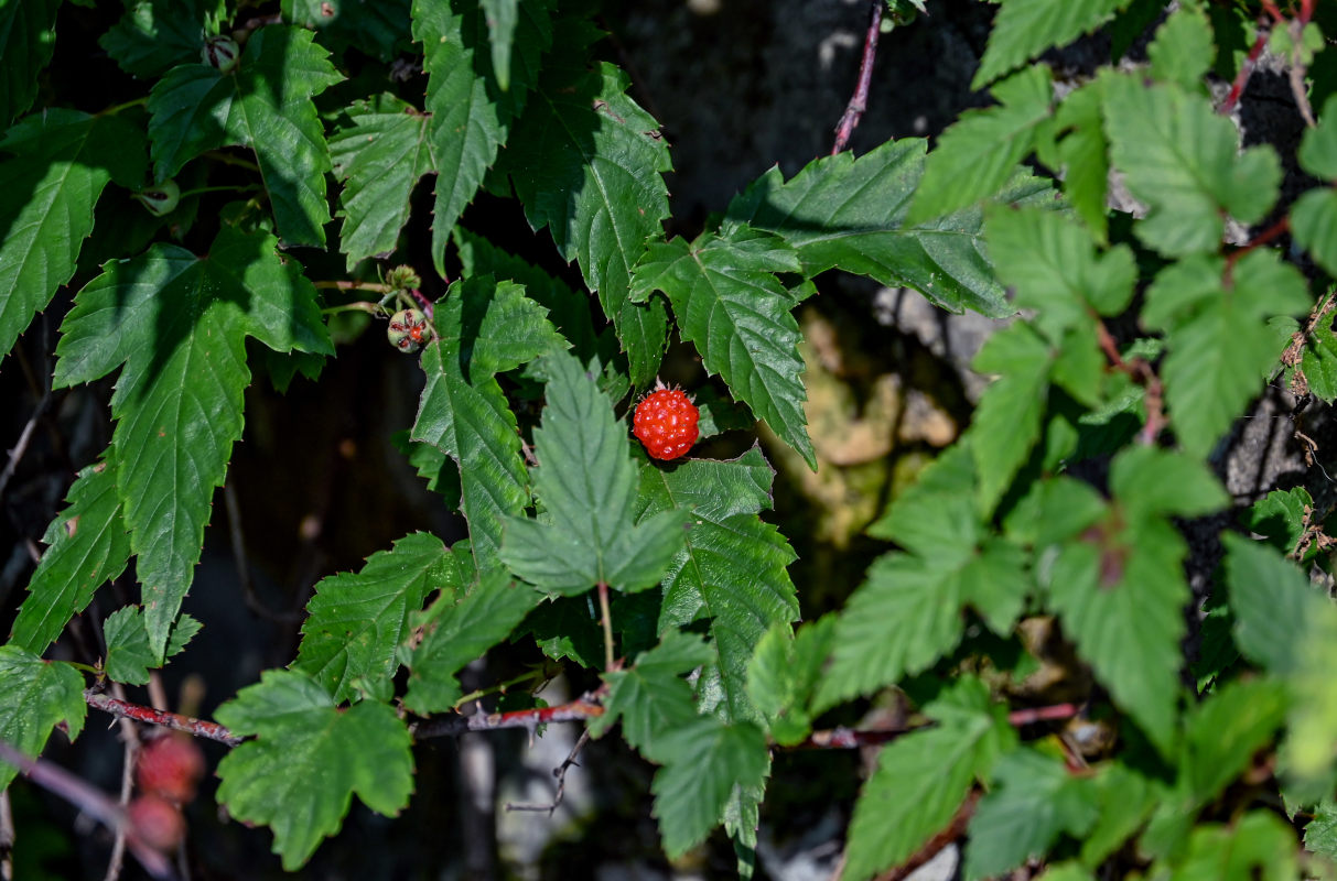 Изображение особи Rubus crataegifolius.