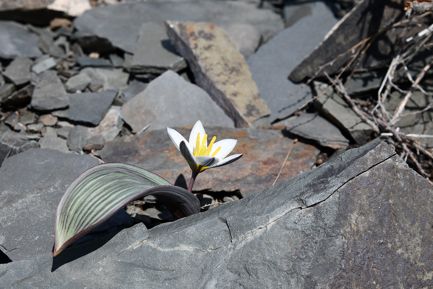 Image of Tulipa regelii specimen.