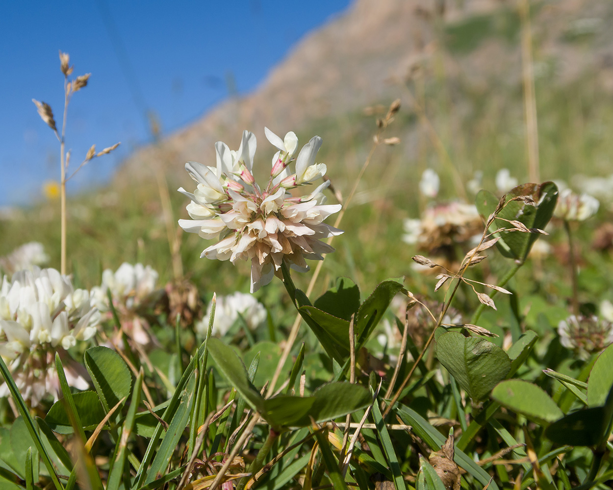 Image of Trifolium repens specimen.