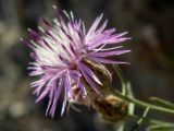 Centaurea caprina. Цветки. Крым, Южный Берег, окр. пос. Новый Свет, высокий берег моря, каменистый склон рядом с туристической тропой. 07.06.2024.