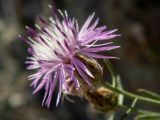 Смотреть изображение Centaurea caprina