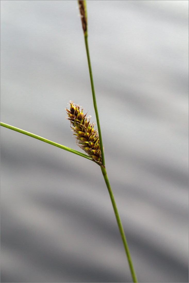 Image of Carex lasiocarpa specimen.