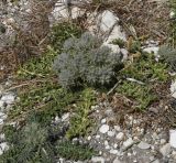 View full-size image Cardopatium corymbosum