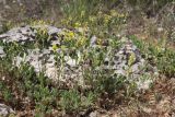 View full-size image Trigonella strangulata