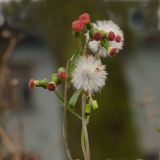 Смотреть изображение Crassocephalum crepidioides