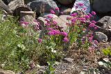 View full-size image Silene compacta