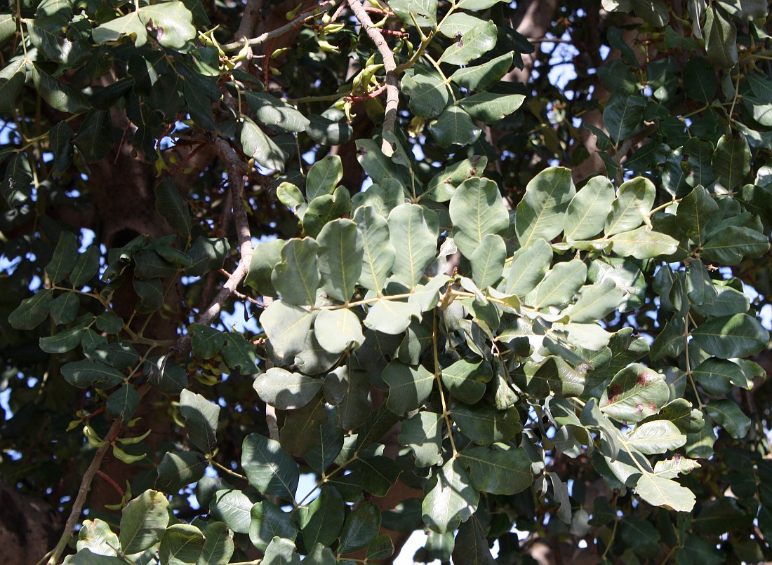 Image of Ceratonia siliqua specimen.