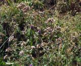 Смотреть изображение Origanum vulgare