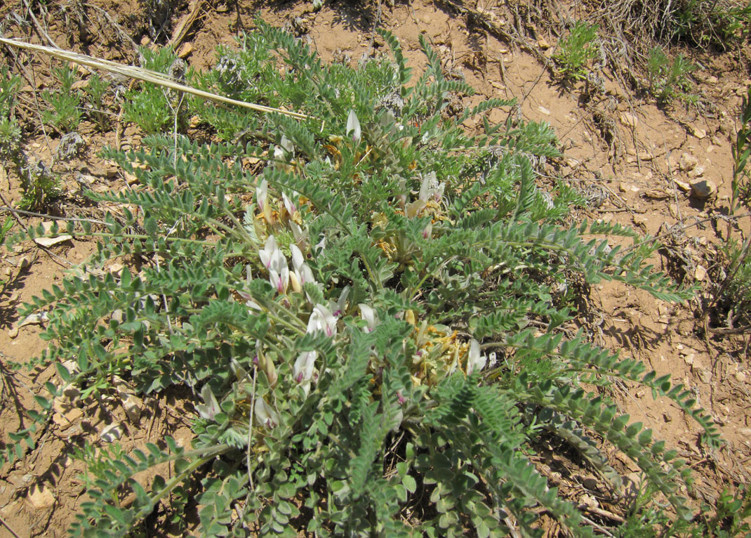 Изображение особи Astragalus testiculatus.