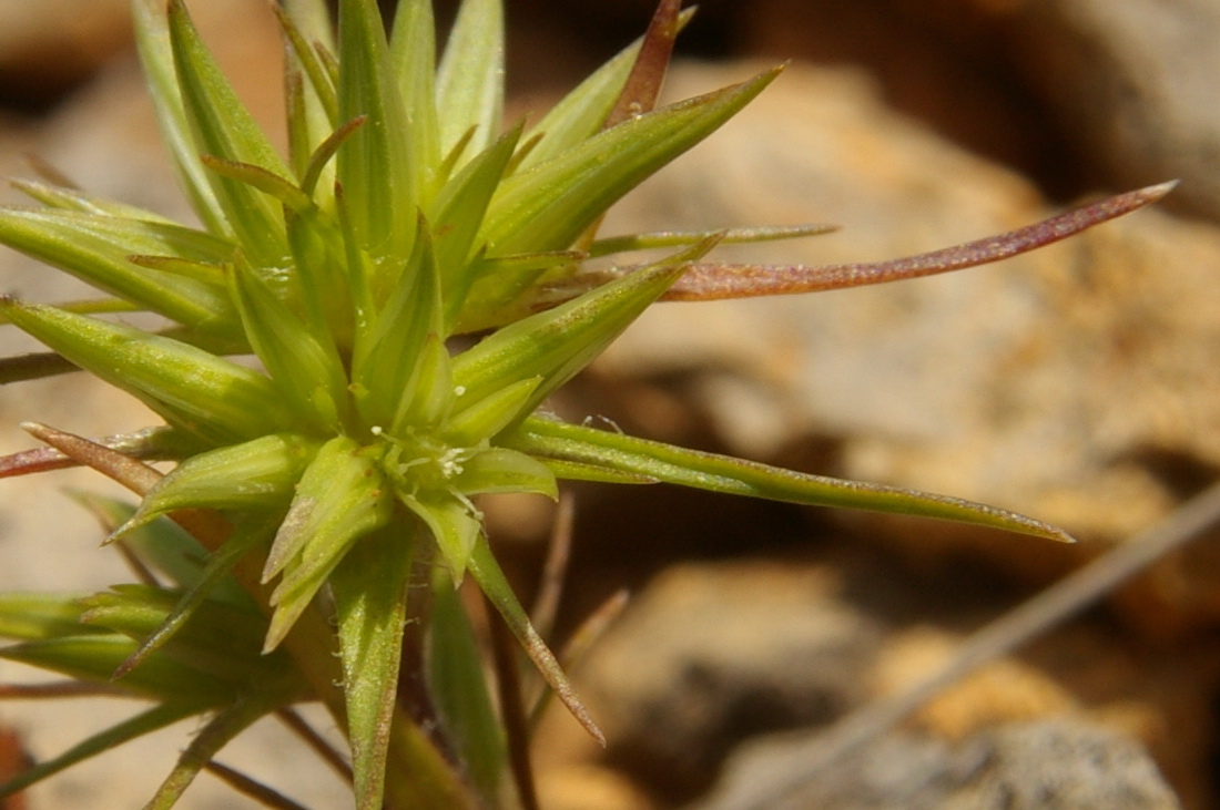 Image of Minuartia wiesneri specimen.