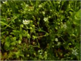 Arenaria serpyllifolia. Цветущие растения. Чувашия, окр. г. Шумерля, старая узкоколейка. 16 июня 2011 г.