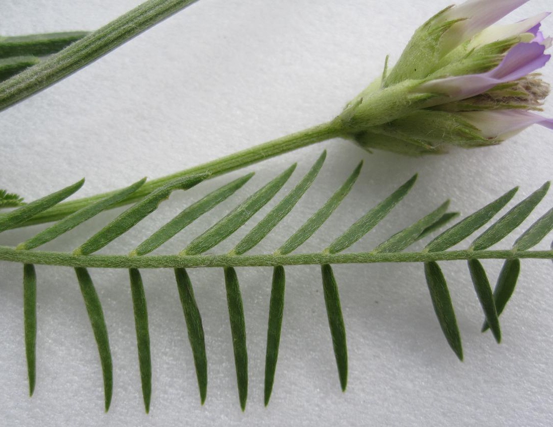 Image of Astragalus onobrychis specimen.