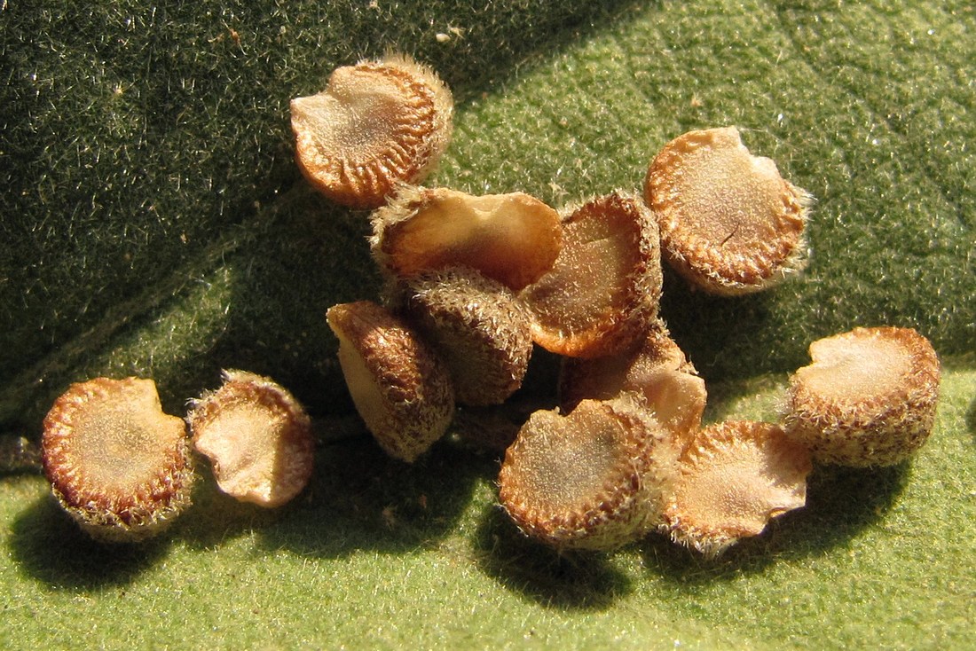 Image of Althaea taurinensis specimen.