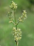 Silene chersonensis