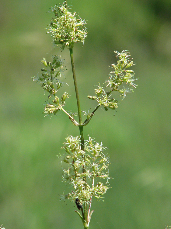 Image of Silene chersonensis specimen.