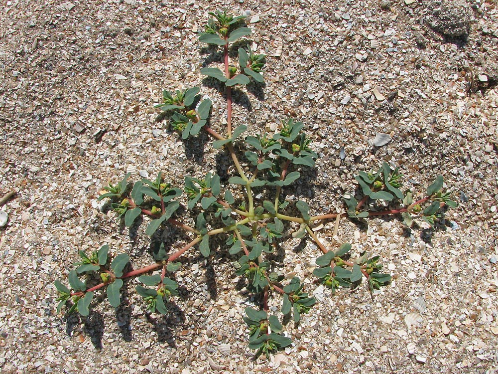 Image of Euphorbia peplis specimen.