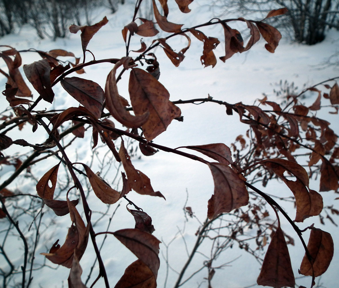 Изображение особи Salix phylicifolia.